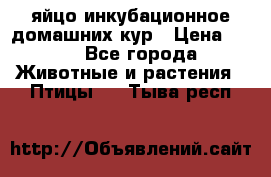 яйцо инкубационное домашних кур › Цена ­ 25 - Все города Животные и растения » Птицы   . Тыва респ.